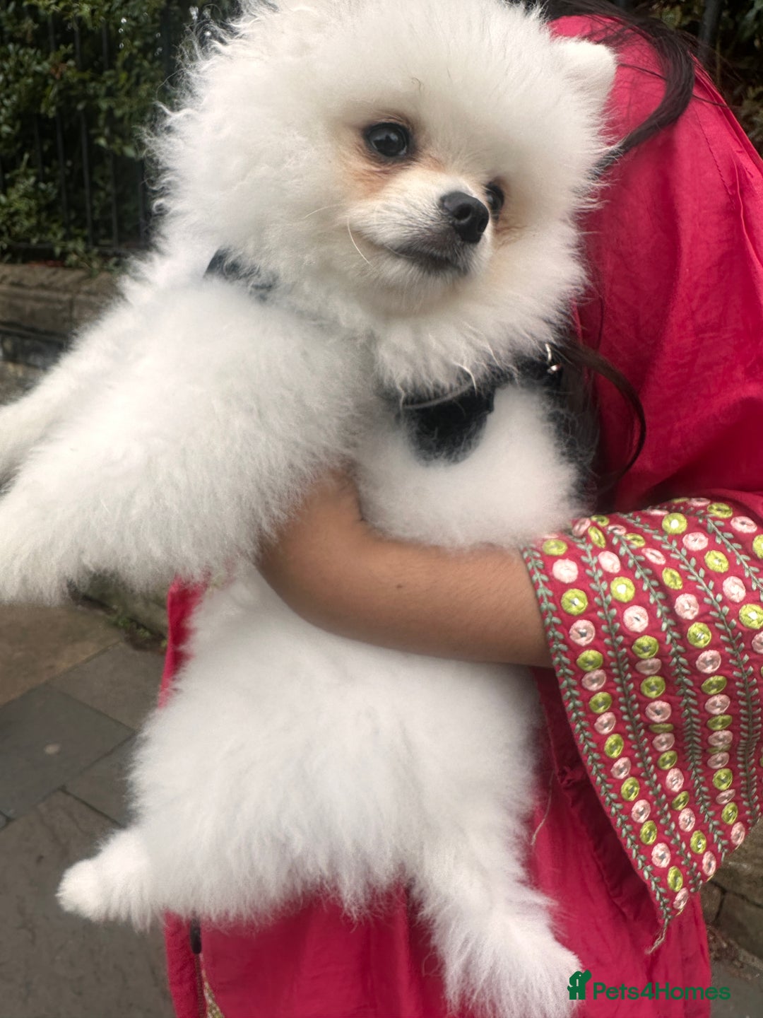 Pomeranian dogs for sale: 5 months Pomeranian puppy - Image 5