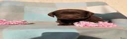 Labrador Retriever dogs for sale: ⭐️ KC Registered Chocolate Lab Puppies ⭐️ - Advert 14