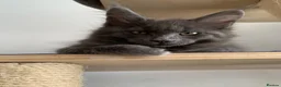Maine Coon cats for sale: Beautiful Maincoons from registered parents - Advert 4