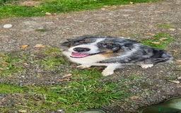 Border Collie dogs for sale: Border collies - Image 4