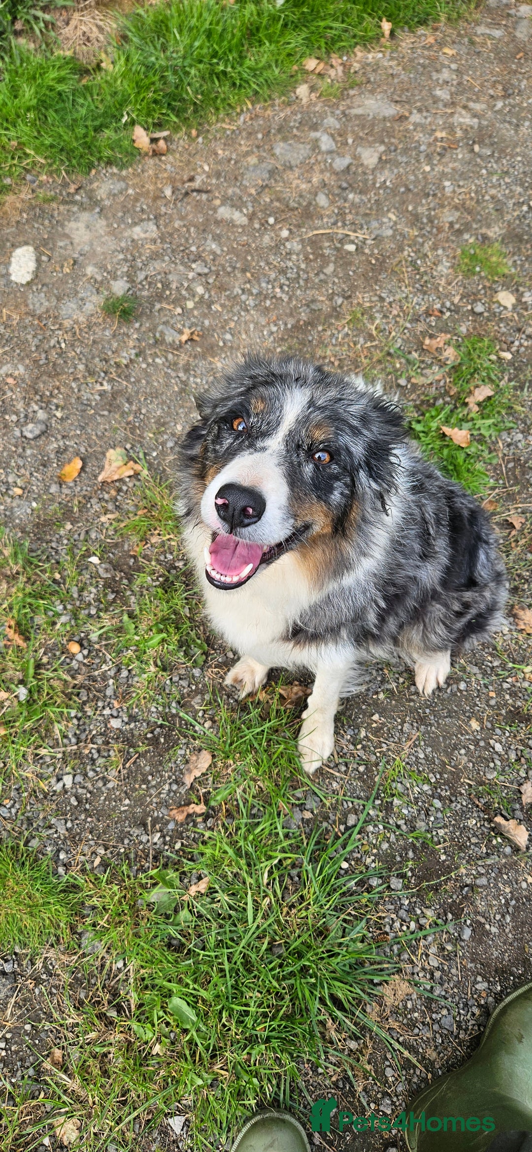 Border Collie dogs for sale: Border collies - Image 4