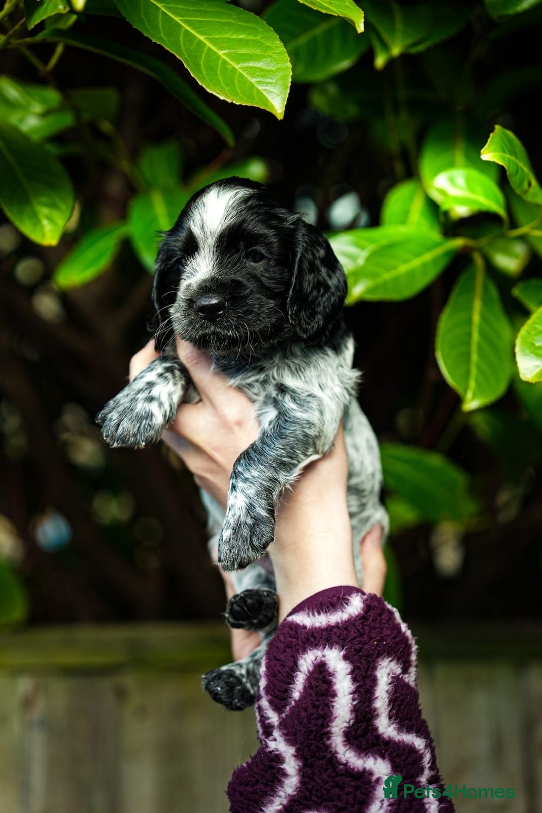 Cocker Spaniel dogs for sale: KC Registered Working Cocker Spaniel Puppies  - Advert 6