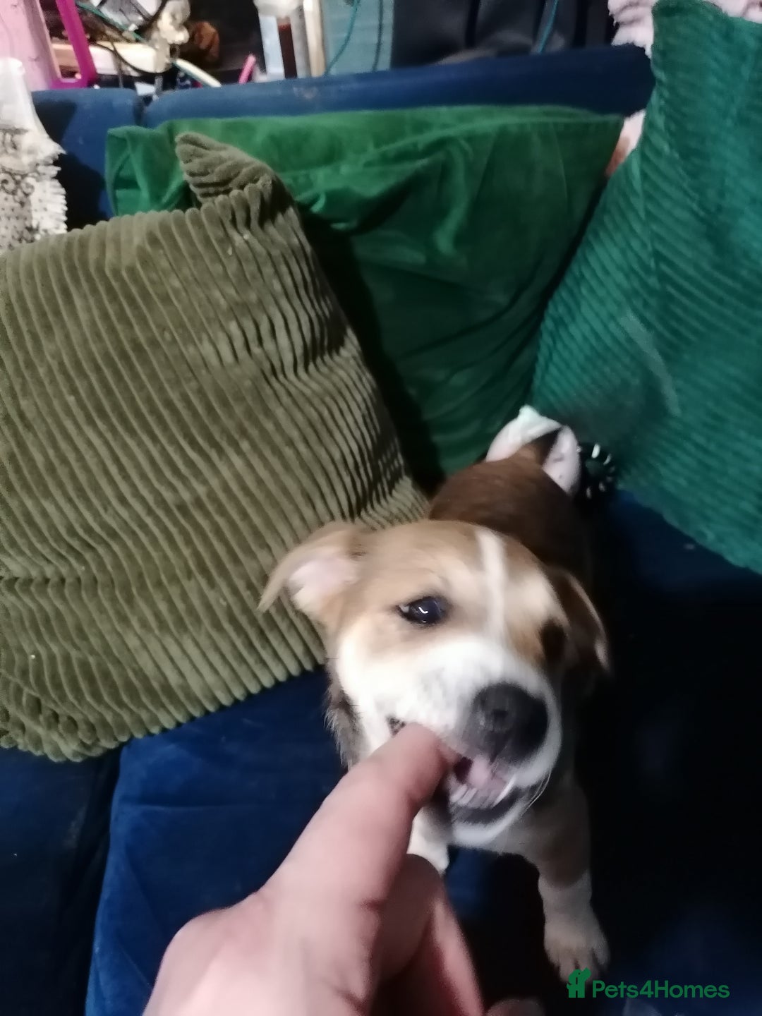 Patterjack dogs for sale: Patterjacks - Advert 3