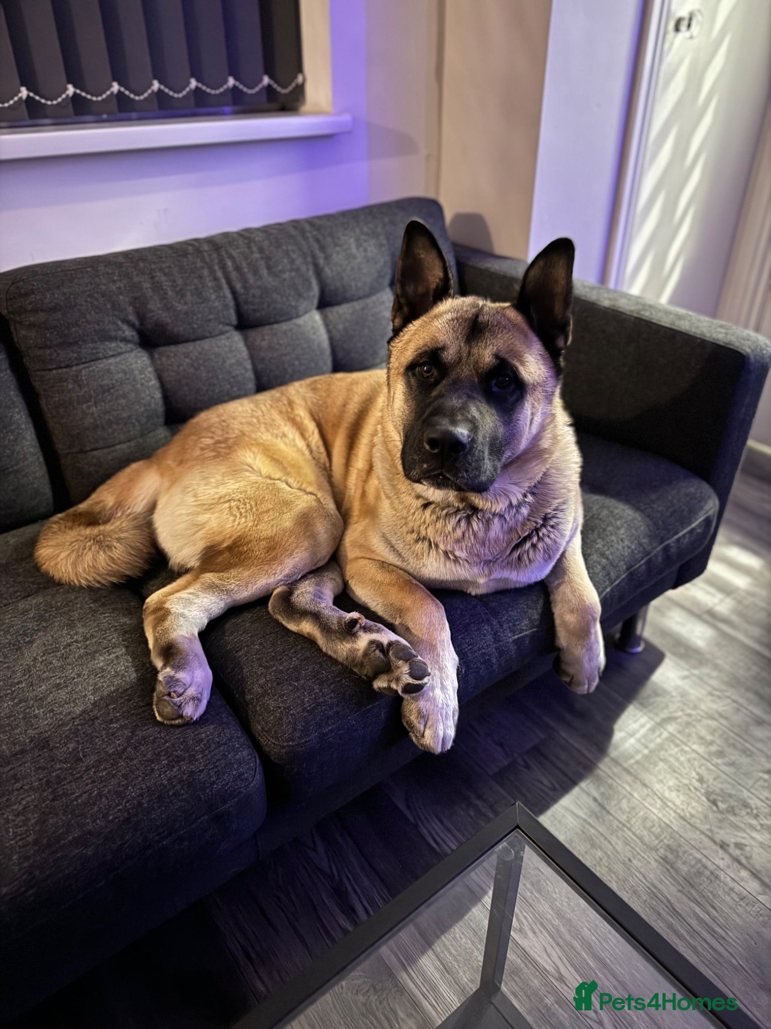 Mixed Breed dogs 4 year old Akita male, gentle, loving, family dog - Advert 9