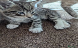 Ojos Azules cats for sale: beautiful Male Kitten - Image 7