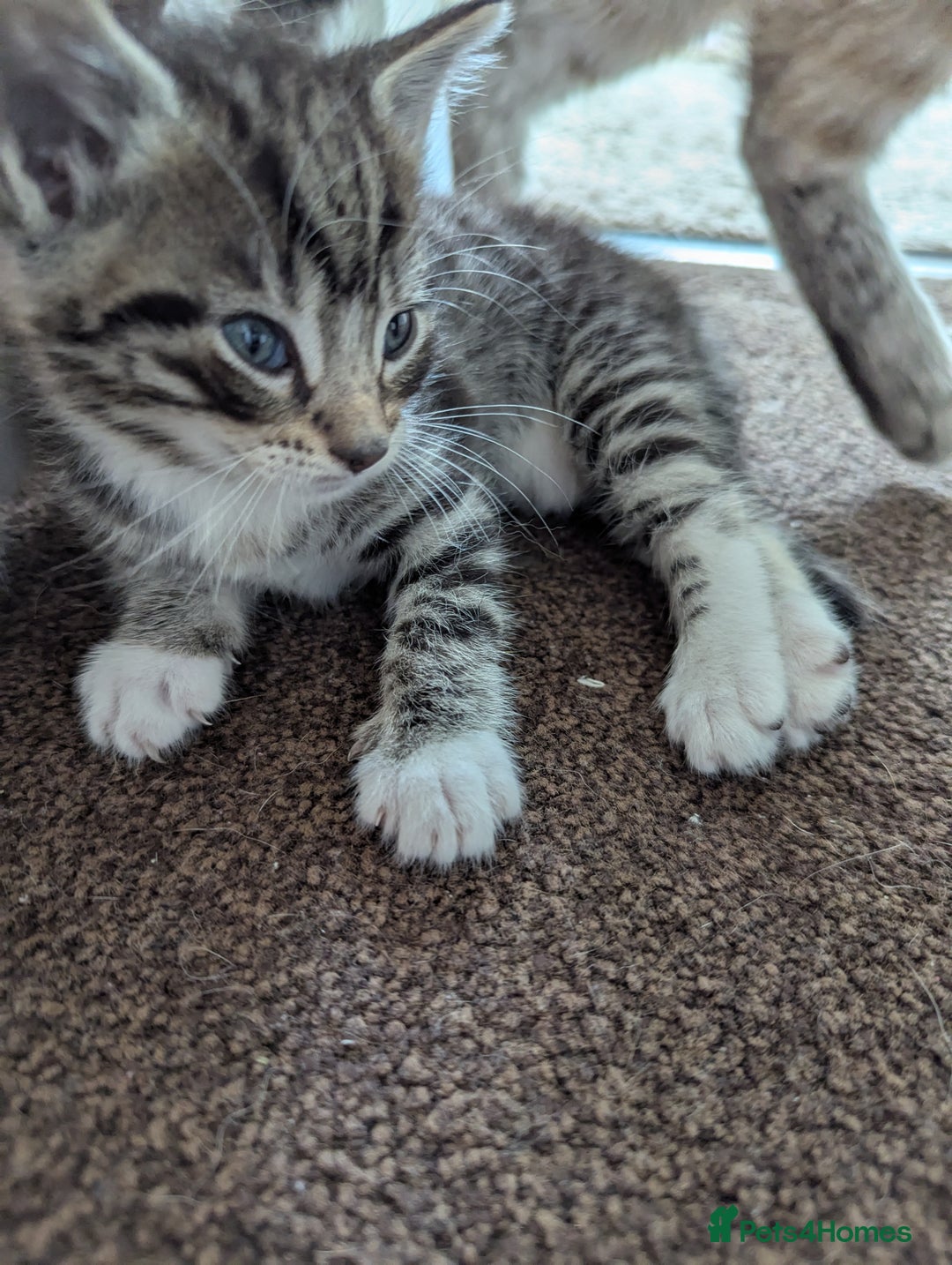 Ojos Azules cats for sale: beautiful Male Kitten - Image 7