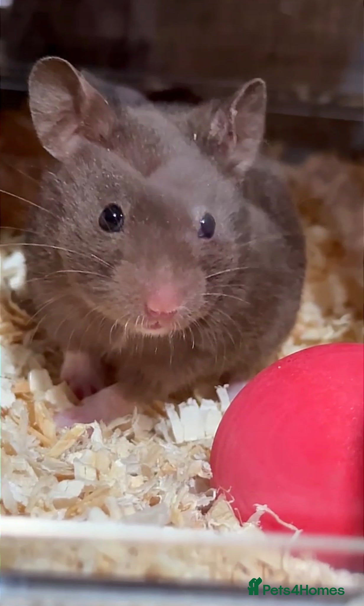 Hamster rodents Brown female hamster  - Advert 2