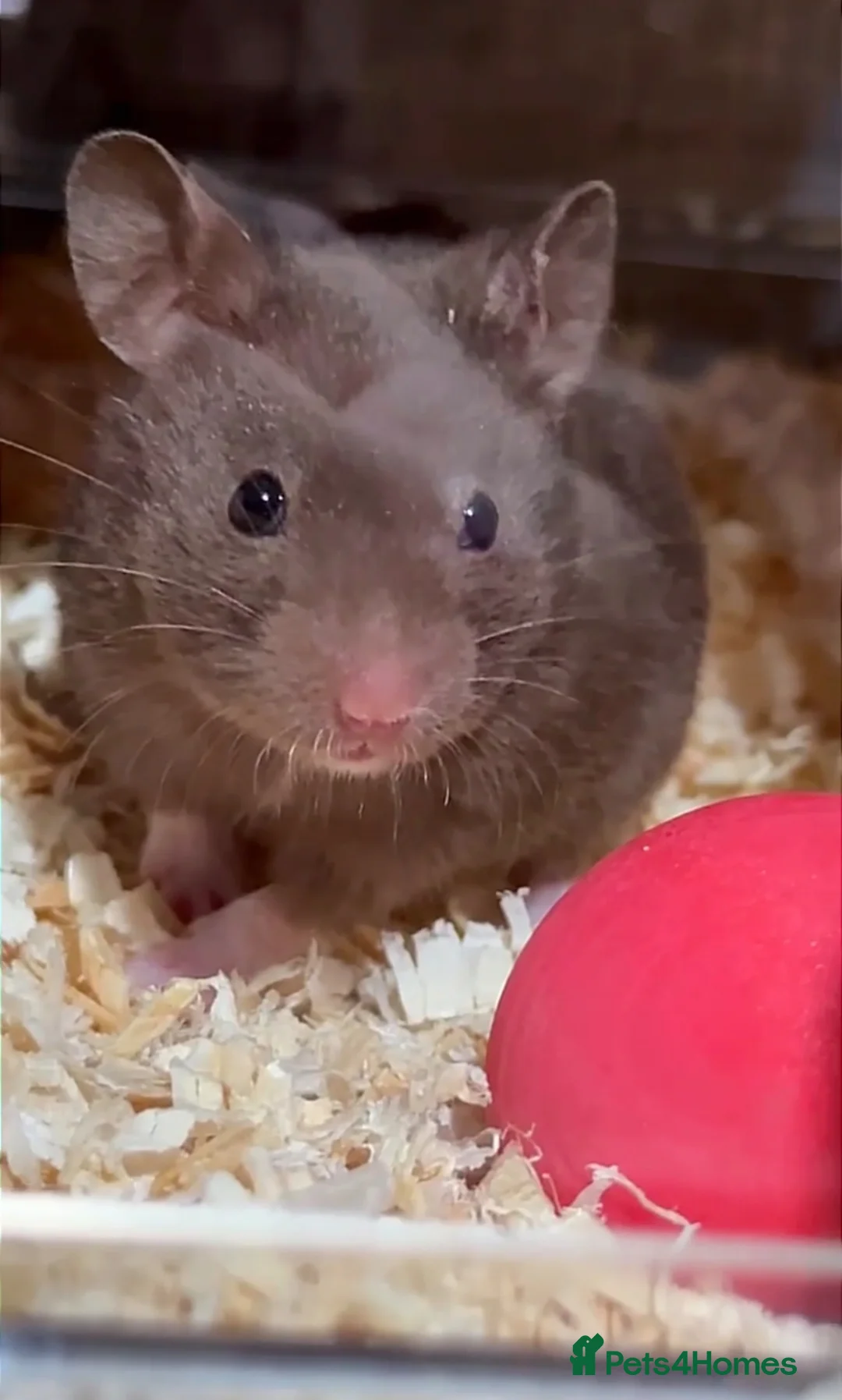 Hamster rodents for sale: Brown female hamster  - Advert 1