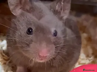 Hamster rodents Brown female hamster - Advert 2