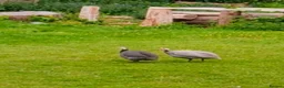 Guinea Fowl poultry for sale: Point of lay Guinea fowl for rehome  in Birmingham - Advert 4