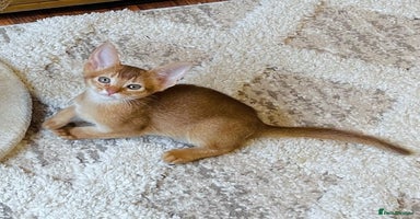 Abyssinian cats 🏆🥇🏵️Top Quality Champion Lines Abyssinian - Advert 5