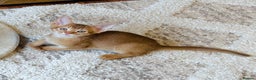 Abyssinian cats for sale: 🏆🥇🏵️Top Quality Champion Lines Abyssinian - Advert 7