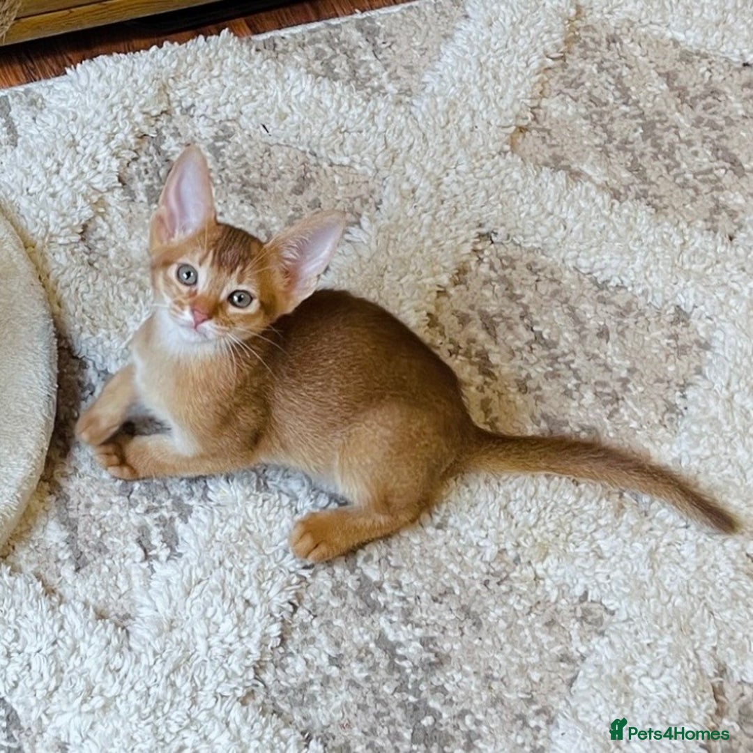 Abyssinian cats for sale: 🏆🥇🏵️Top Quality Champion Lines Abyssinian - Advert 1