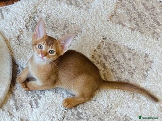 Abyssinian cats 🏆🥇🏵️Top Quality Champion Lines Abyssinian - Advert 3