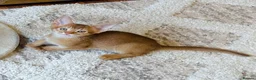 Abyssinian cats for sale:  🏆🥇🏵️Top Quality Champion Lines Abyssinian  - Advert 6