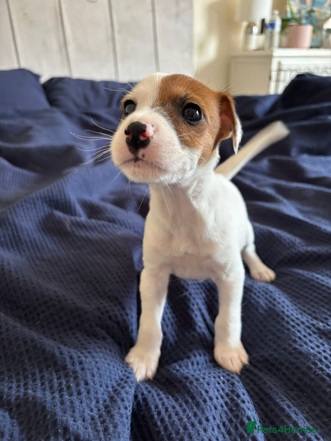 Jack Russell dogs for sale: Gorgeous jack russle puppies  - Image 5