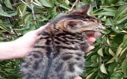 Mixed Breed cats for sale: 3/4 Bengal Kittens  - Image 13