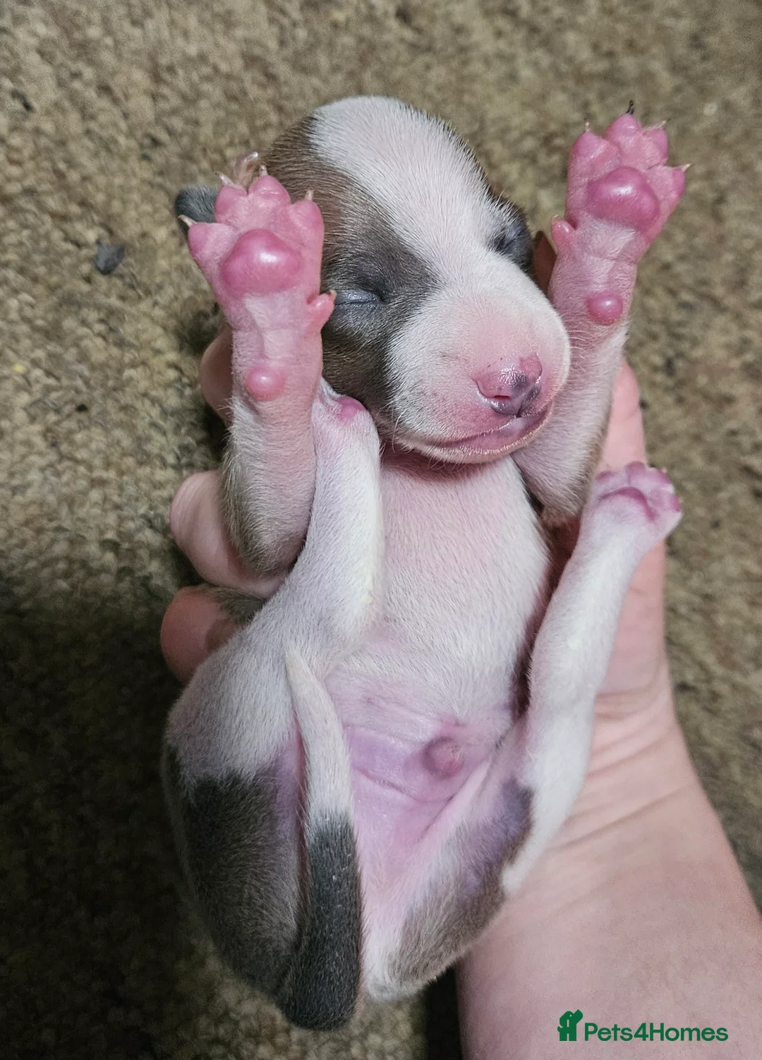 Italian Greyhound dogs for sale: Beautiful Italian Greyhound Puppies KC Registered - Advert 13