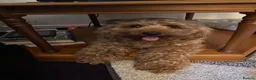 Cavapoo dogs for sale: Highland Cavapoos in Keith - Advert 7