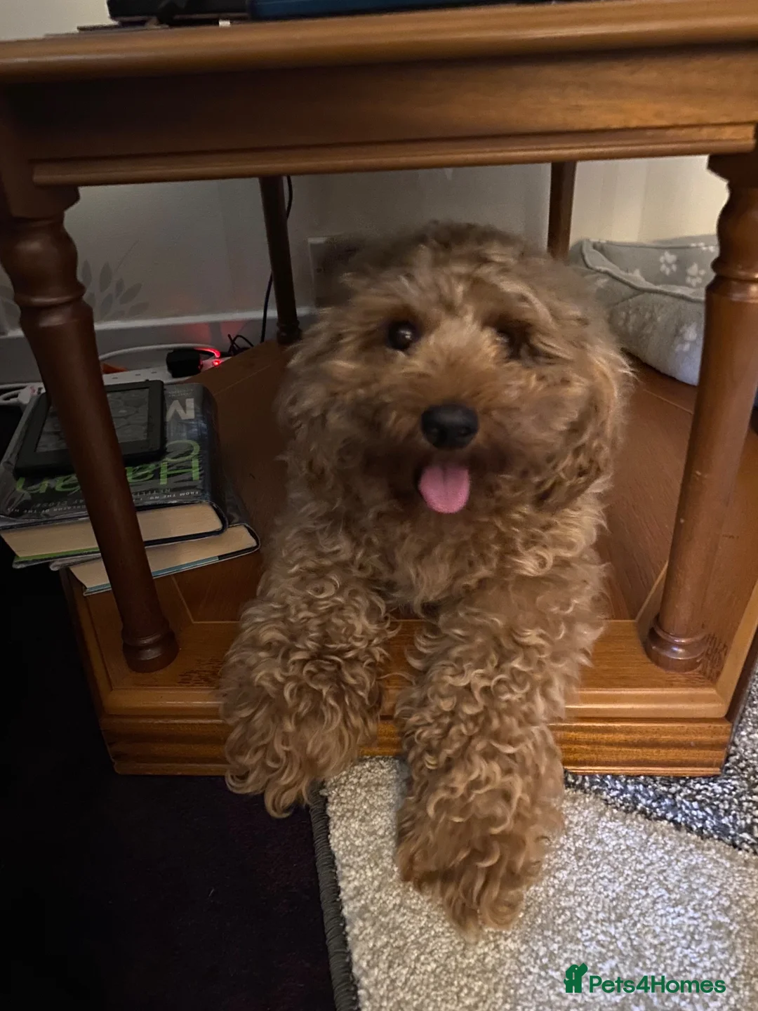 Cavapoo dogs for sale: Highland Cavapoos in Keith - Advert 7