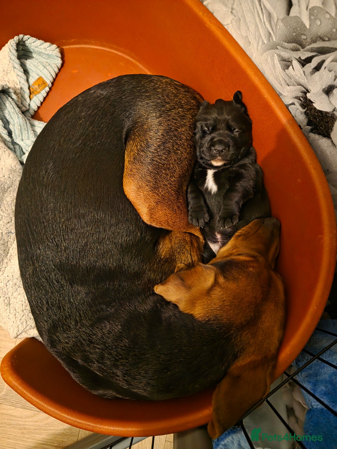 Mixed Breed dogs for sale: Adorable Black Lab Mix - Image 11