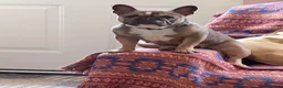 French Bulldog dogs for sale: Female French bulldog  - Advert 1