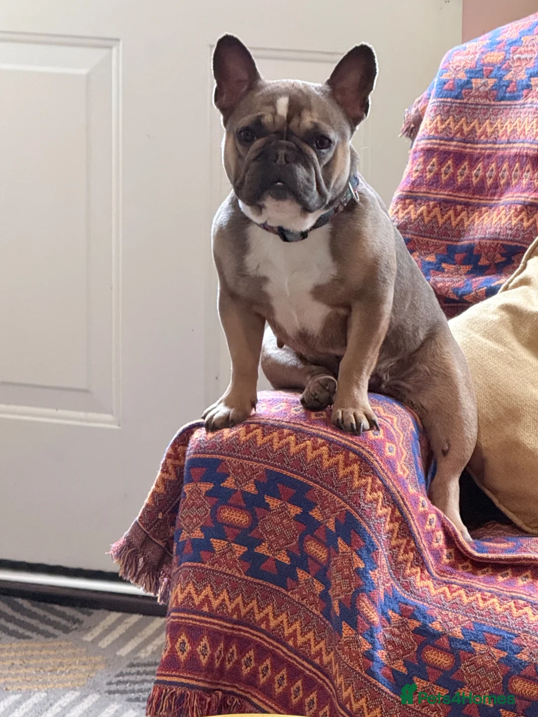 French Bulldog dogs for sale: Female French bulldog  - Advert 1