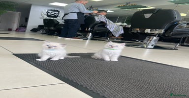 Ragdoll cats - Advert 10