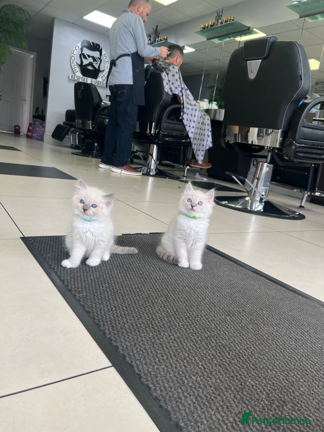Ragdoll cats for sale: 3 Pure Ragdoll kittens and their mum  - Image 2
