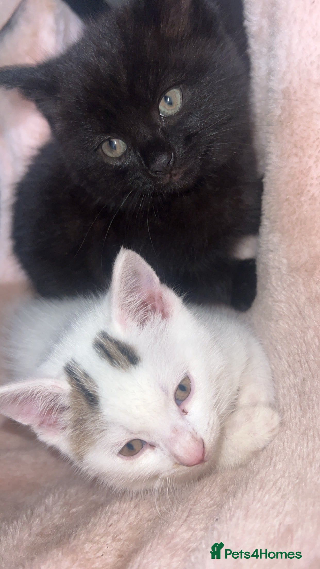 Mixed Breed cats male kitten (caption) - Advert 2