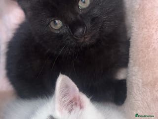 Mixed Breed cats male kitten (caption) - Advert 2