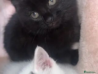 Mixed Breed cats male kitten (caption) - Advert 10