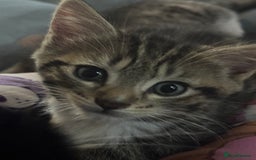 Domestic Shorthair cats for sale: 3 Gorgeous domestic short haired kittens - Image 3