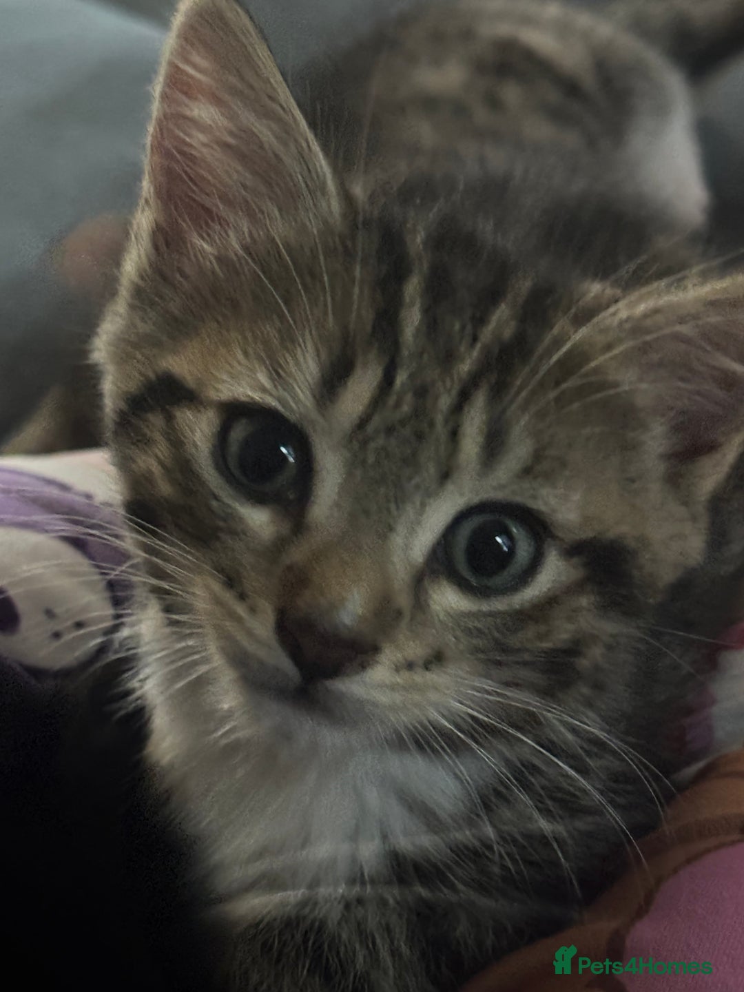 Domestic Shorthair cats for sale: 3 Gorgeous domestic short haired kittens - Image 3