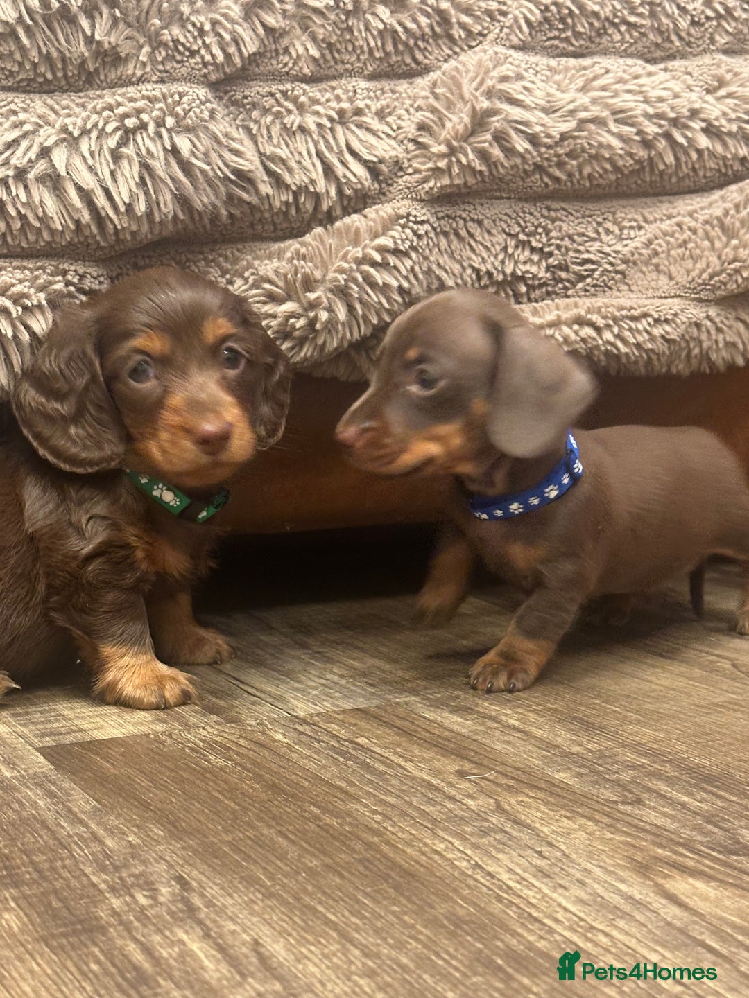Miniature Dachshund dogs for sale: KC reg miniature dachshunds long and short coated  - Image 21