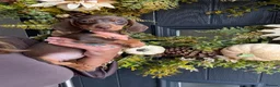 Miniature Dachshund dogs for sale: Beautiful Kc Reg miniature dachshunds  - Advert 26