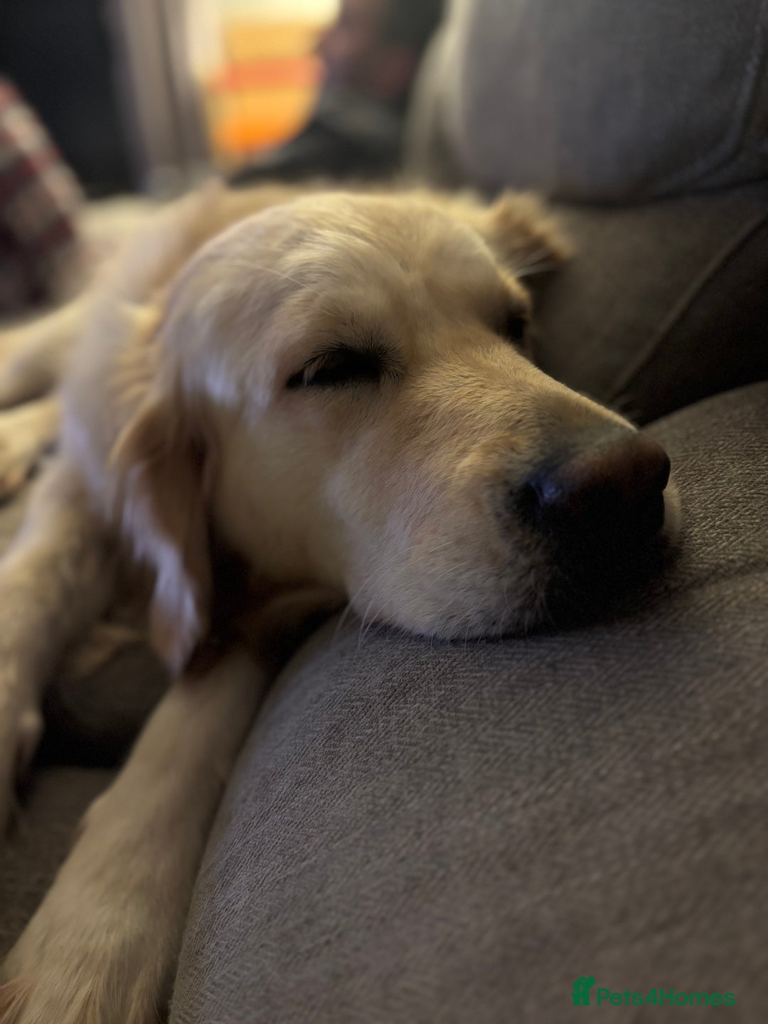 Golden Retriever dogs for sale: KC Golden Retriever Puppies – Due Early Feb - Advert 10