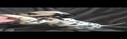 Dalmatian dogs for sale: Kc registered stunning dalmatian puppies  - Advert 6