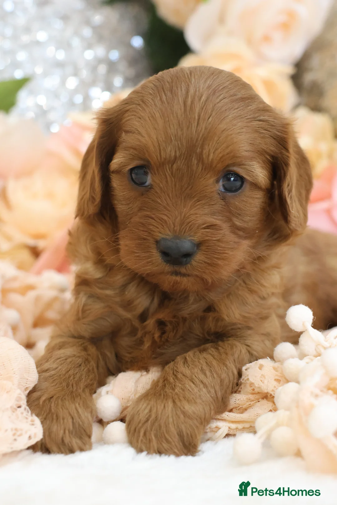 Cavapoo dogs for sale: *HEALTH TESTED* Cavapoo Puppies - Advert 28