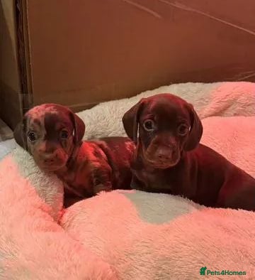 Miniature Dachshund dogs Miniature Dachshund puppies - Advert 2