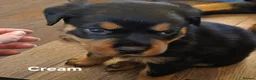 Rottweiler dogs for sale: 7 Rottweiler Pups - Advert 6