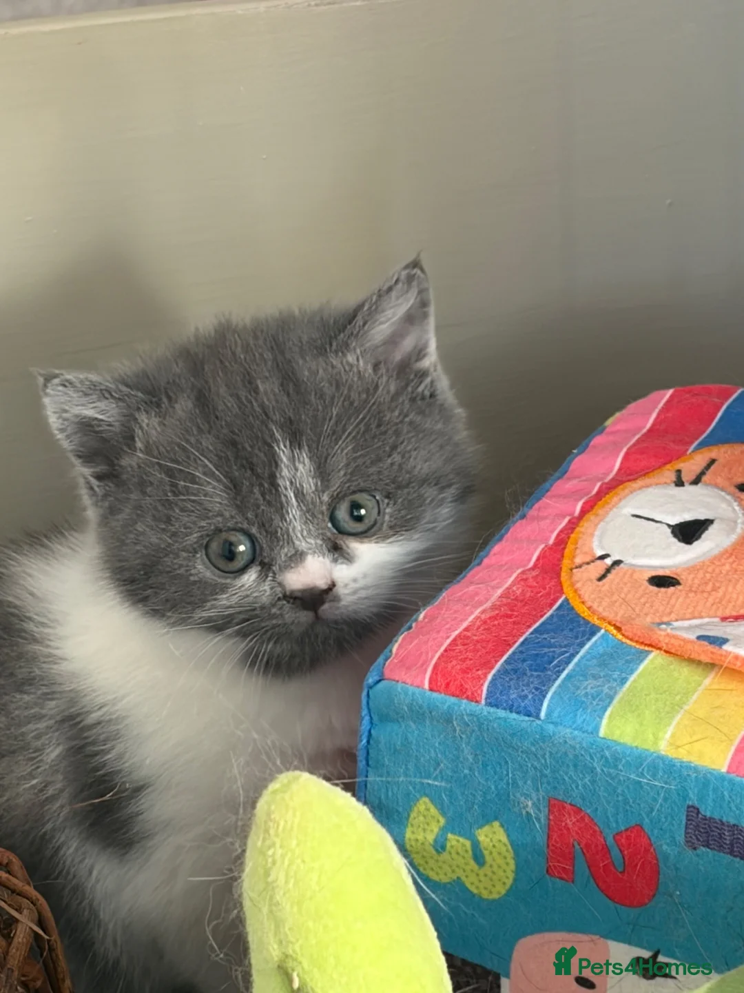 British Shorthair cats for sale: 3 Gorgeous TICA registered kittens  - Advert 13