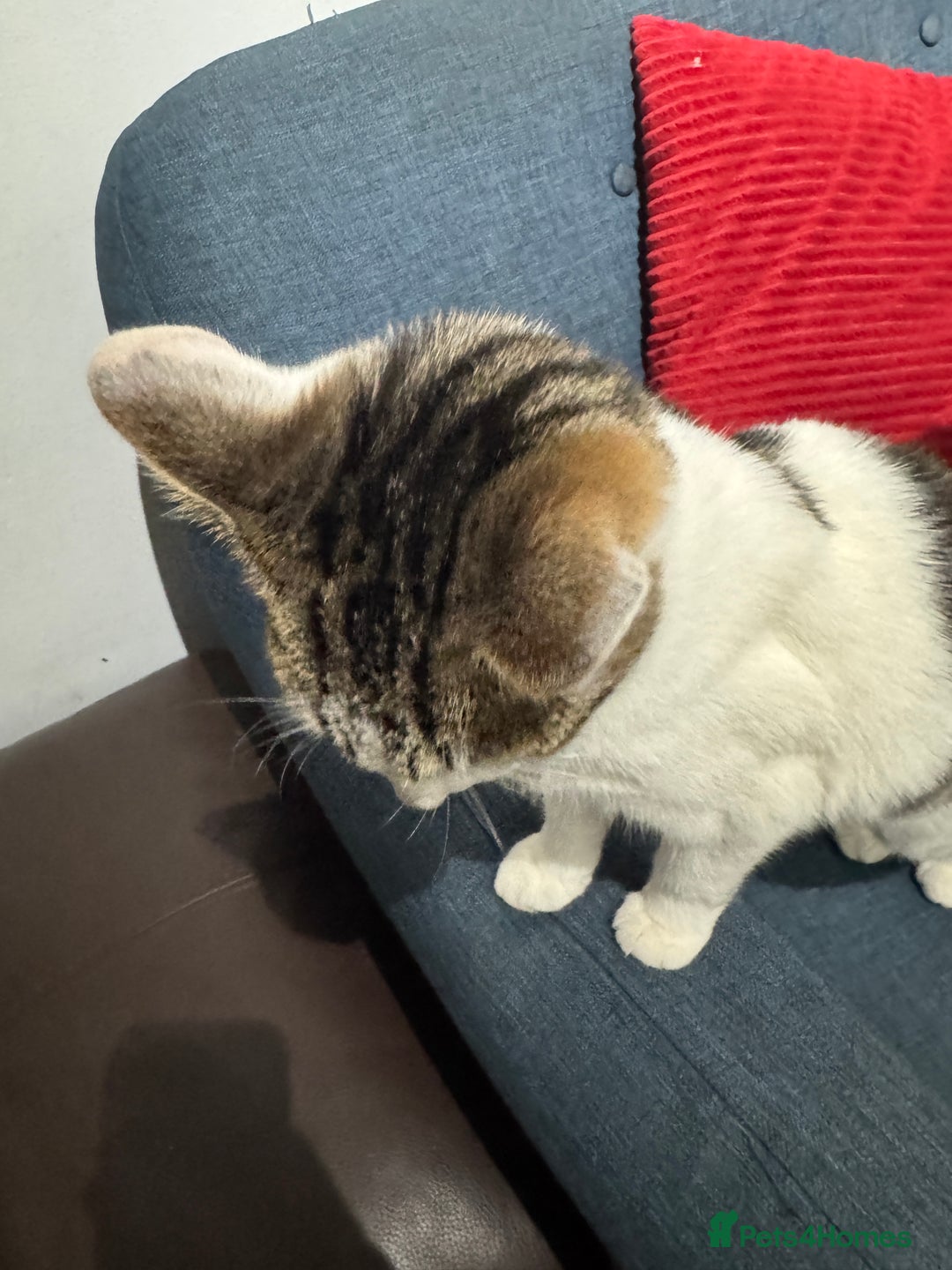 American Shorthair cats for sale: Adorable 5 Months Old Kitten Looking for a  Home. - Image 4