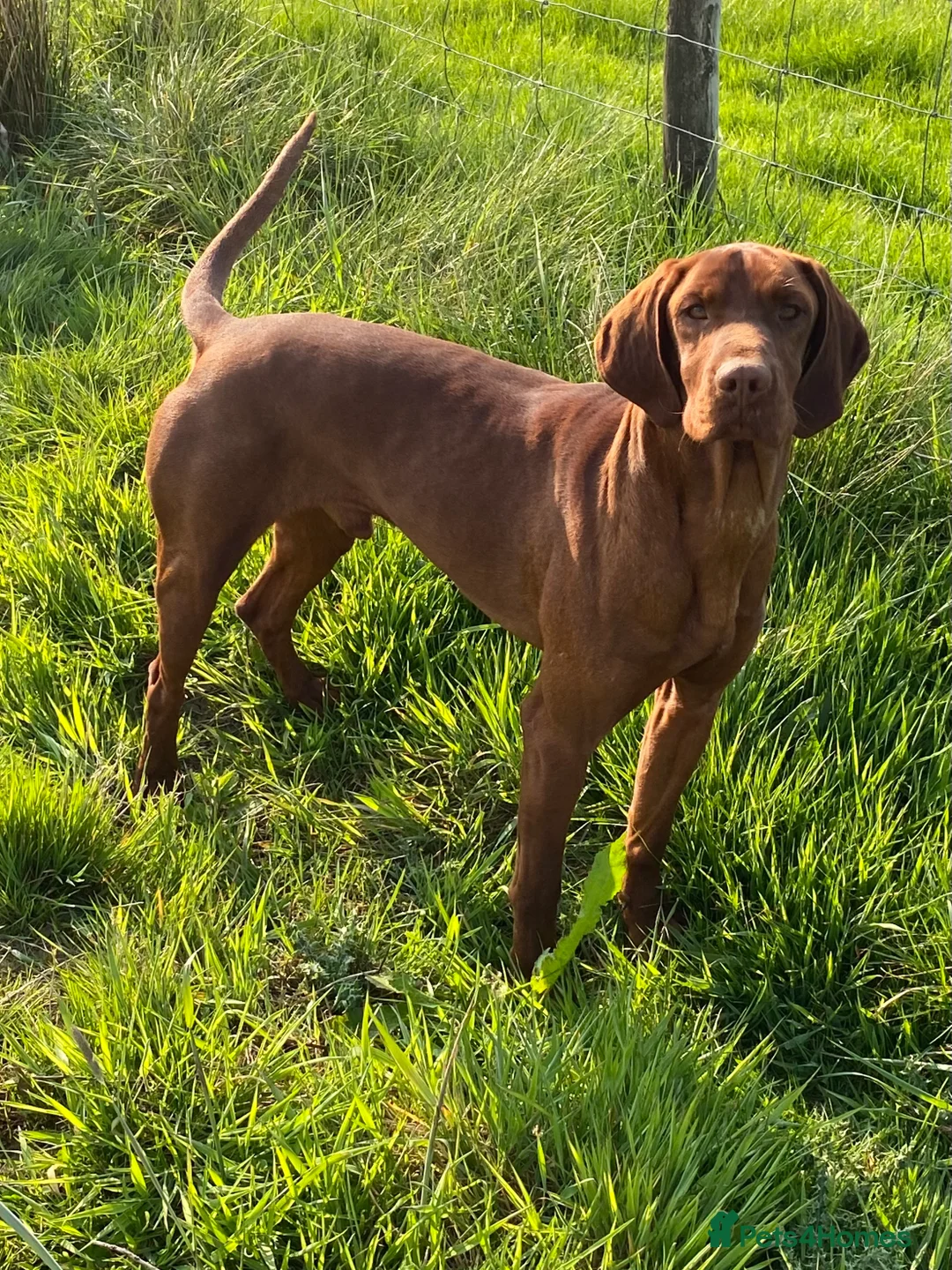 Hungarian Vizsla dogs for stud: Beautiful Imported KC Hungarian Vizsla Stud - Advert 6