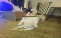 French Bulldog dogs for sale: French bulldog for sale - Image 2