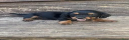 Mixed Breed dogs for sale: DASHALIER PUPPIES Cavalier X dachshund in Saffron Walden - Advert 10