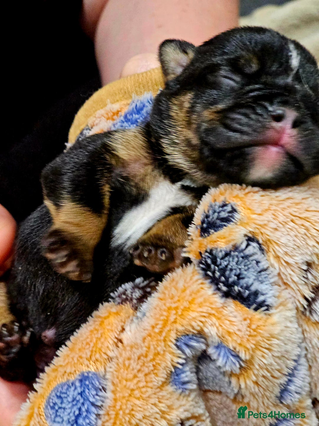 English Bulldog dogs for sale: KC Reg English Bulldogs Champion Bloodlines  - Image 18