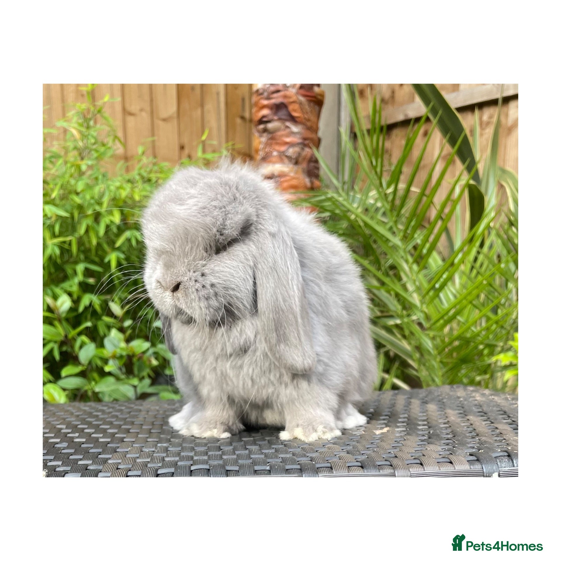 Mini Lop rabbits Beautiful mini lops  - Advert 1