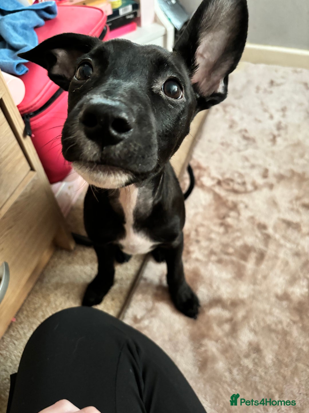 Mixed Breed dogs for sale: 3 puppies for sale - Image 7