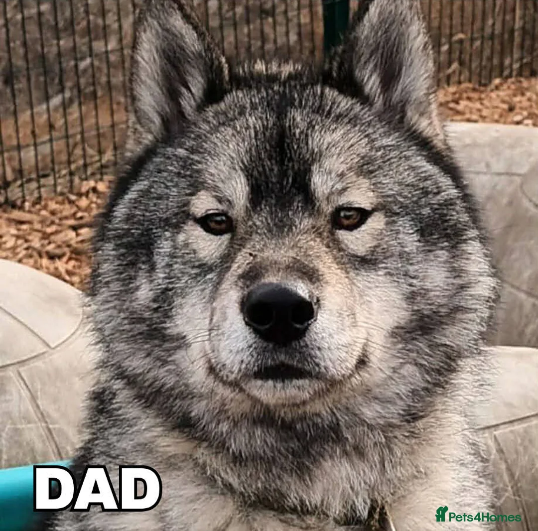 Siberian Husky dogs for sale: Pedigree Siberian Husky Male - Advert 5